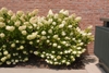 2 shrubs with terminal, conical panicles of white flowers.