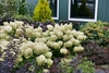 Form of shrub in bloom
