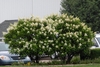 2 large shrubs with terminal, conical panicles of white flowers.
