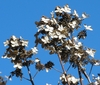 Clusters of papery brown dried flowers.
