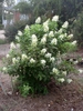 Shrub with terminal conical panicles of white flowers.