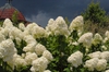 Hydrangea paniculata 'Limelight'