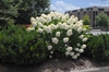 Hydrangea paniculata 'Limelight'