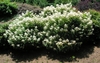Shrub with terminal conical panicles of white flowers.