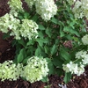 Hydrangea paniculata 'Limelight'