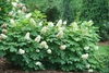 Form of the shrub in bloom