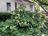 Hydrangea quercifolia