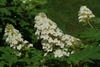 Inflorescence with white flowers