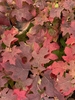 Orange-red fall color of leaves