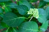 Hydrangea serrata 'Annie's Blue' bud and leaf