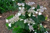Hydrangea serrata 'Intermedia'