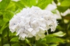 Hydrangea white flower