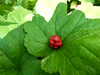 Hydrastis canadensis