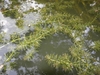 Floating on water