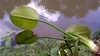 Underside of green leaf