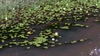 Several plants fo\loating in a pond