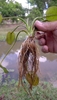 Long roots of the plant