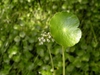 Leaf and Flower