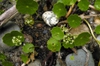 Whole Plant