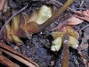 Hydrophyllum canadense