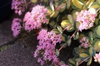 Hylotelephium sieboldii