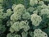 Hylotelephium