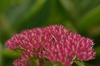 Hylotelephium