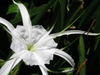 Hymenocallis caribaea