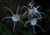 Hymenocallis caroliniana