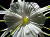Hymenocallis occidentalis