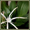 Hymenocallis occidentalis