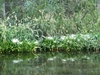 Native habitat