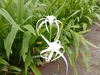 Stap like leaves and white spidery flowers
