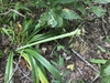 Stem
