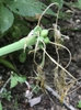 Fruit