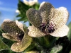 Hyoscyamus nigra