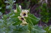 Hyoscyamus nigra
