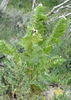 Hyoscyamus nigra