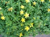 Hypericum calycinum