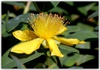Hypericum calycinum