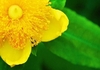 Close up of flower