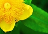 Close up of flower