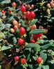 'Hypearl Compact Red' Berries/Leaves- June 16 - Wake Co., NC
