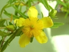 Hypericum kalmianum