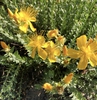 Flowers and Leaves