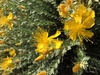 Flowers and Buds
