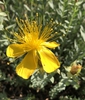 Form