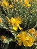 Flowers and Buds