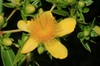 Hypericum prolificum