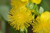 Hypericum prolificum